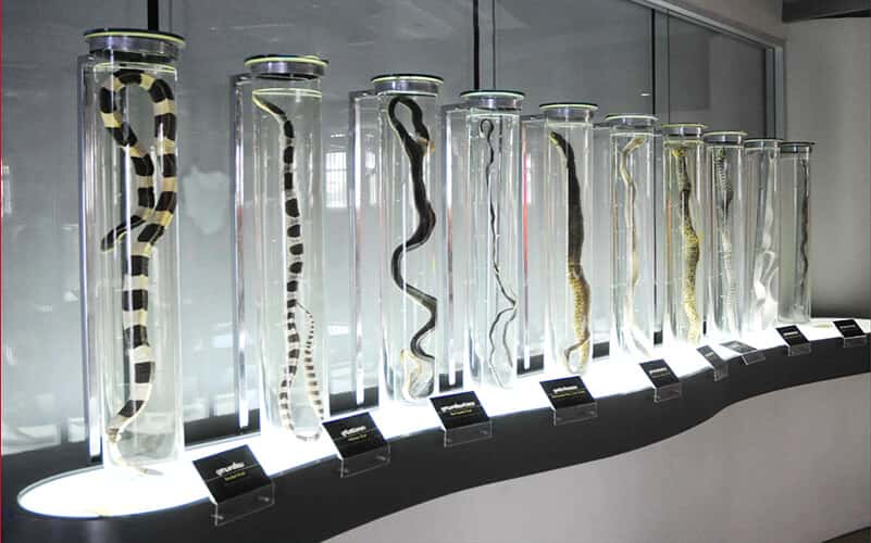 justfly snake farm hanoi bangkok pattaya