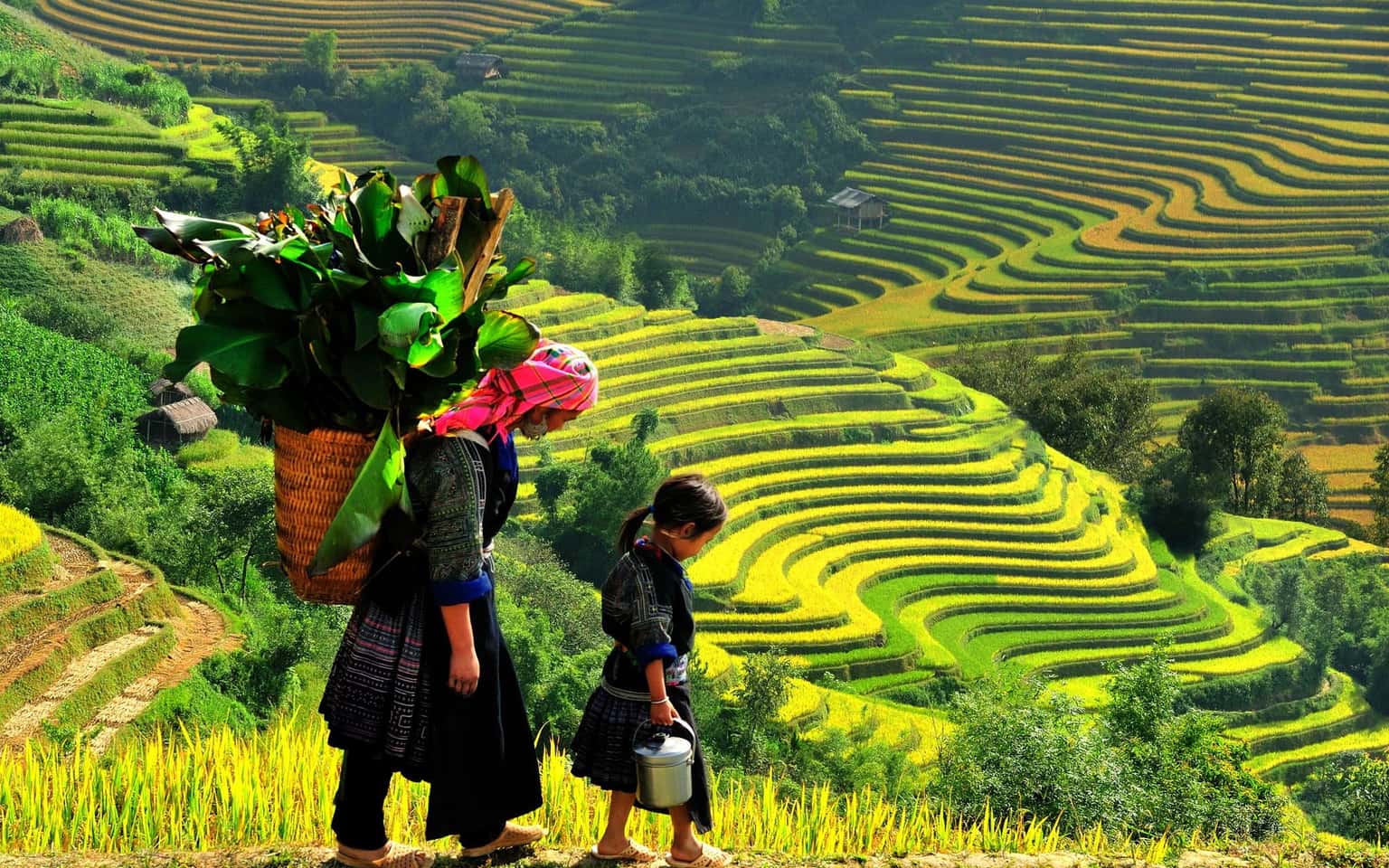 Mù Cang Chải Mùa Lúa Chín (3N2Đ)