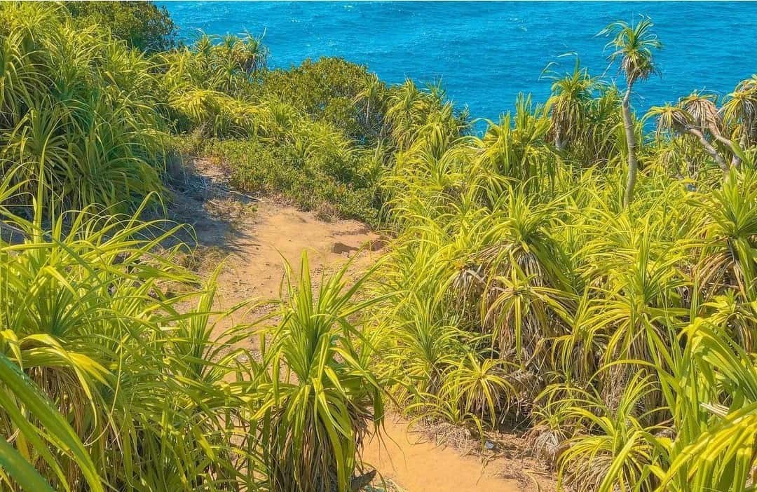 justfly mui nghe son tra da nang