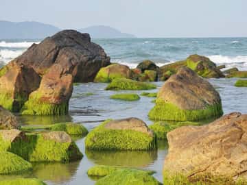 justfly ran nam o da nang