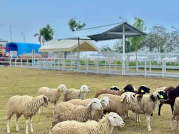 Nông trại Tuần Châu (Tuan Chau Farm), Hạ Long