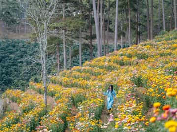 Đà Lạt Immortal Flower Field