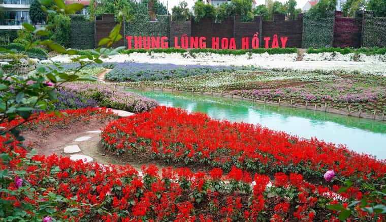 justfly thung lung hoa ho tay hanoi