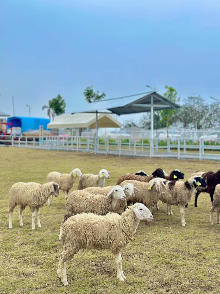 ha-long-nong-trai-tuan-chau-farm-02.jpg