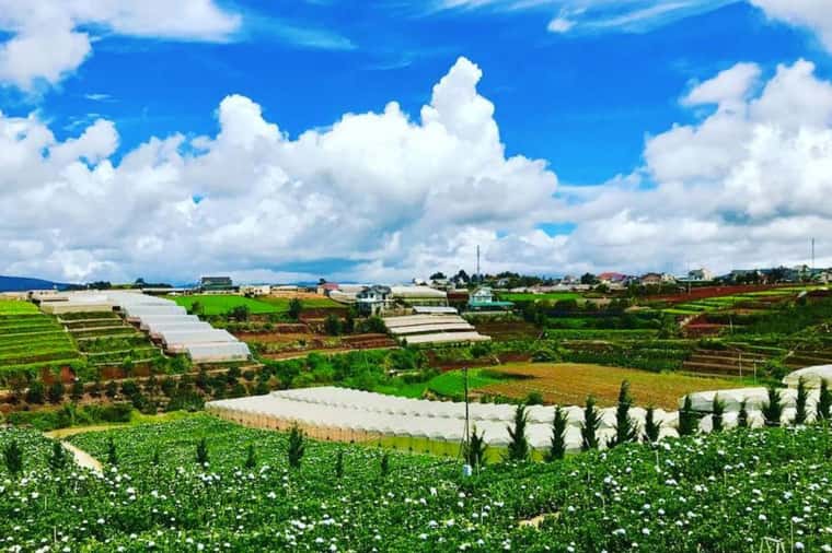 justfly-trai-mat-da-lat.jpg