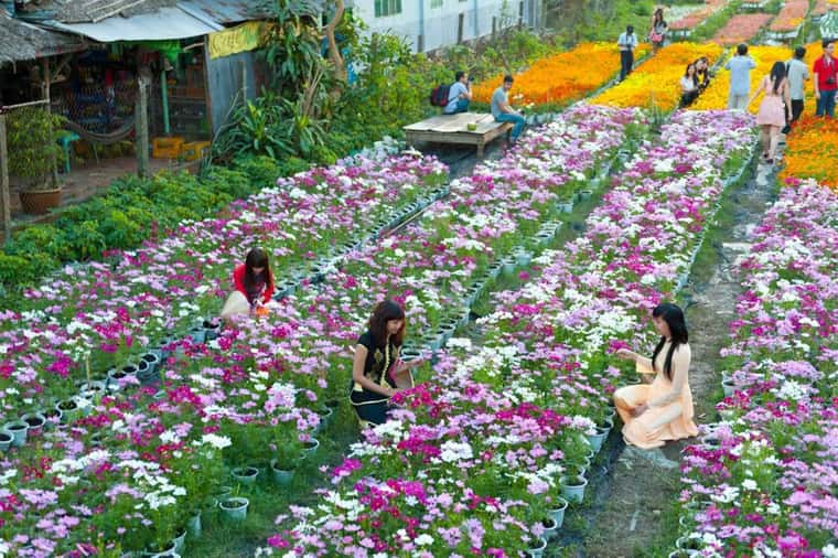 justfly-lang-hoa-thai-phien-da-lat-jpg-1.jpg